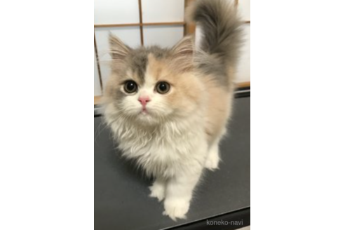 羽生田茂ブリーダーの詳細